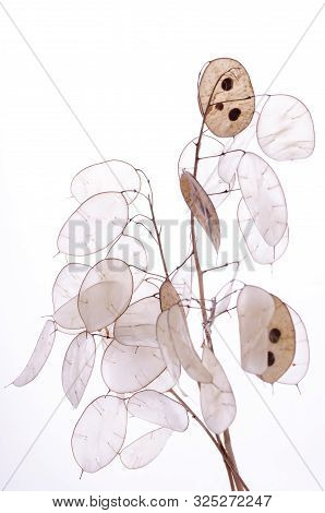 Lunaria Annua Plant, Silver Dollar Plant Against White Light. Botanikal Background.
