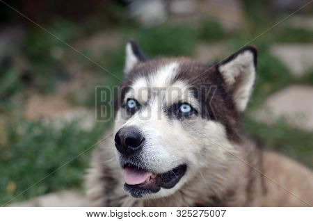 Arctic Malamute With Blue Eyes Muzzle Portrait Close Up. This Is A Fairly Large Dog Native Type