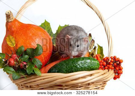 Cute Rat Dumbo With Vegetables On A White Isolated Background. Branches Of Mountain Ash, Rose Hips, 