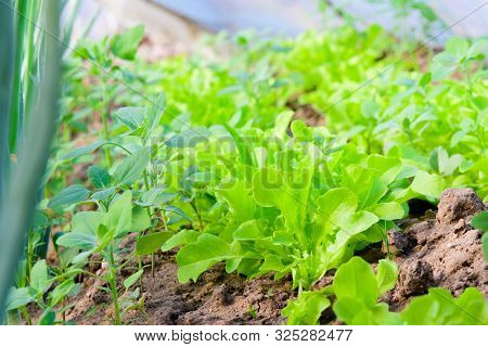 Salad With Onions In The Greenhouse. Eco Food