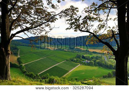 Vineyards Near Castell In Lower Franconia