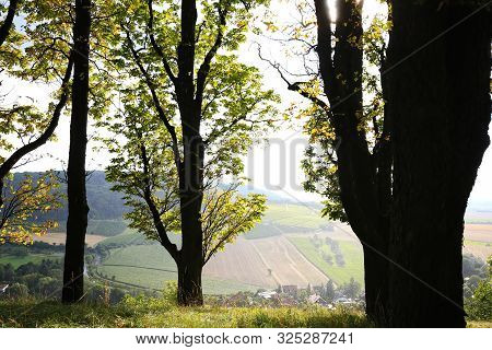 Vineyards Near Castell In Lower Franconia