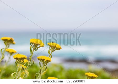 Yellow Coastal Fynbos Flowers On A Beach In Cape Town