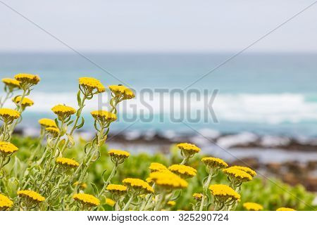Yellow Coastal Fynbos Flowers On A Beach In Cape Town