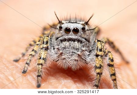 Female Phidippus mystaceus jumping spider sitting on a human finger
