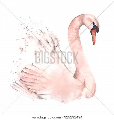 Cute Swan, Watercolor Illustration On A White Background. Design Postcards And Posters.