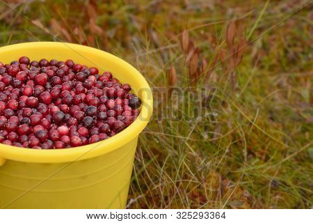 The Yellow Bucket Full Of The Wild Cranberries (oxycoccus) Is On The Marsh Vegetation.