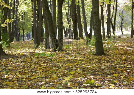 Family With Children Walking Along A Path In A Forest Of Beech Trees, Fagus Sylvatica, Showing Folia
