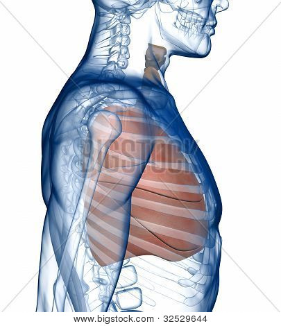 Akciğer Rib_Cage yan görünümü