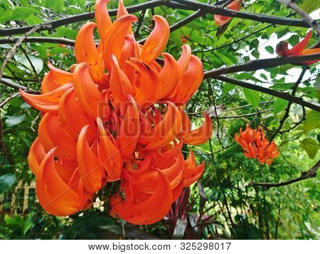 Mucuna Bennettii F. Muell, The Orange Flower In The Forest
