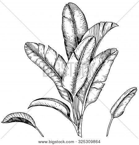 Set Of Tropical Banana Leaves. Black And White Sketch. Hand Drawn Vector Illustration.