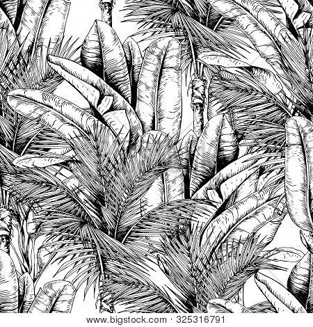 Seamless Pattern With Tropical Palm And Banana Leaves. Black And White. Hand Drawn Vector Illustrati