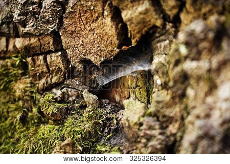 Dark Brown Tree Bark Wih Green Moss And Spider Web Background