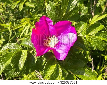 Close Up Of Pink, Wild Rose Flofer. Rosa Acicularis - Summer Nature Concept.