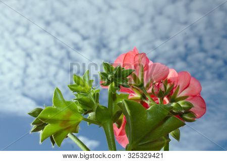 Pelargonium Webcap And The Blue Cloudy Sky