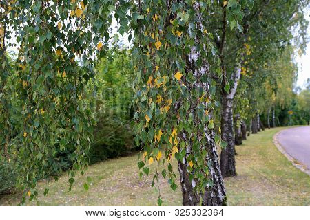 Autumn Landscape - Birch Alley In Autumn Time
