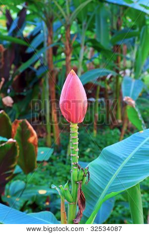 Banan blomma