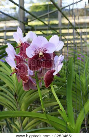 Orchid