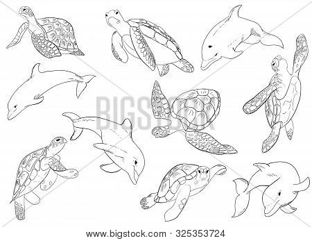 Illustration Set Of Swimming Dophins And Turtle With Isolated On White Background