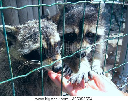 Two Raccoon Enogi Eat From Human Hands