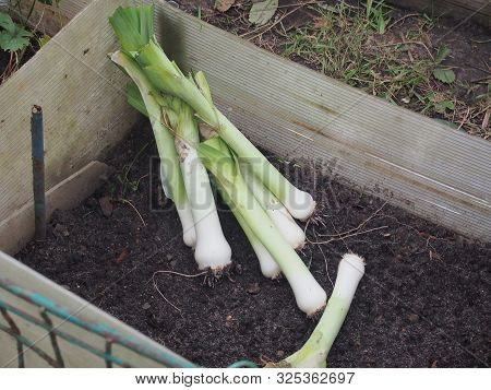 The Leek Crop Is In A Black Plastic Box. Harvest.