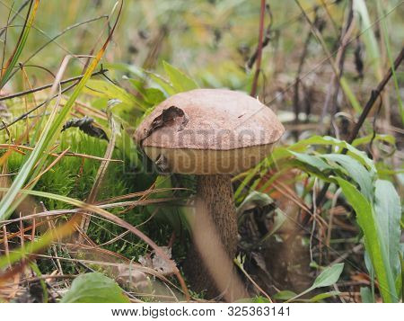 Brown Cap Boletus Grows On The Ground In The Forest. Edible Mushroom. Birch Mushroom/
