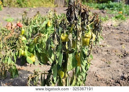 The Pepper Plant Is Partially Damaged By Morning Frosts.