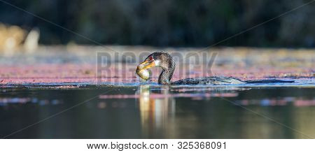 Single Reed Cormorant Catch A Fish A Pond Ready To Swallow