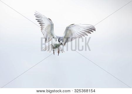 Whiskered Tern In Flight On Cloudy Day With Spread Wings Artistic Conversion