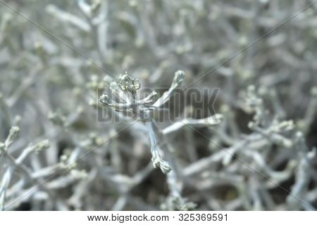 Silver Cushion Bush - Latin Name - Calocephalus Brownii
