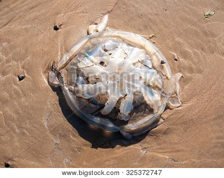 Dead Jellyfish On Beach Outside Nature Sunny Day Animal Wildlife