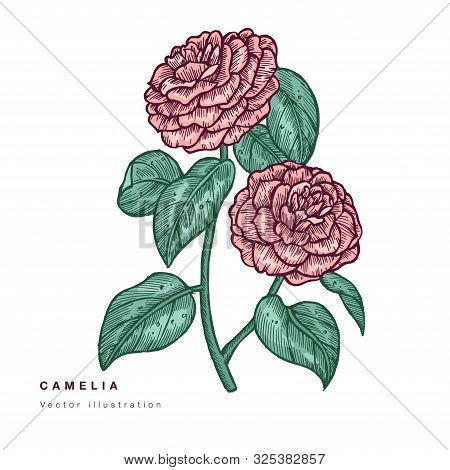 Hand Draw Vector Camelia Flowers Illustration. Floral Wreath. Botanical Floral Card On White Backgro