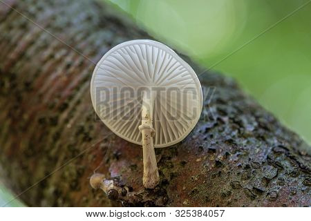Porcelain Mushrooms (oudemansiella Mucida) On A Oak Log In A Forest
