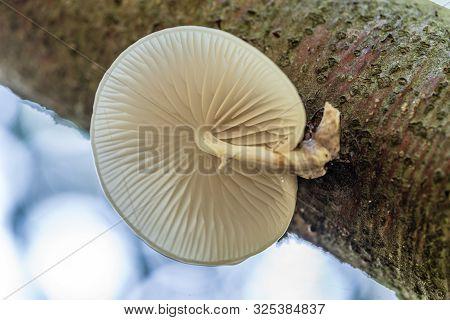 Porcelain Mushrooms (oudemansiella Mucida) On A Oak Log In A Forest