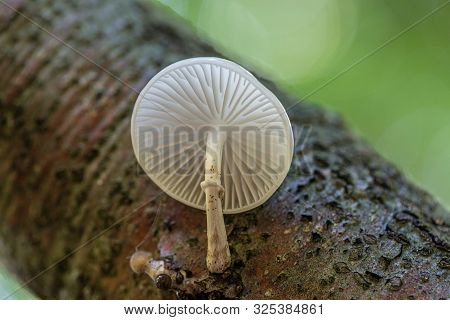 Porcelain Mushrooms (oudemansiella Mucida) On A Oak Log In A Forest