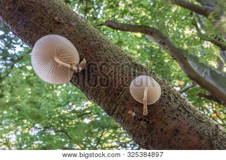 Porcelain Mushrooms (oudemansiella Mucida) On A Oak Log In A Forest