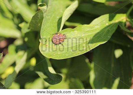 The Picture Shows A Striped Shield Bug On A Peony.