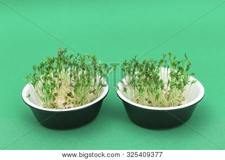 Arugula Growing In Small Round Bowl, Modern Healthy Salad. Micro Greens For Eating Right And Vegetar