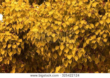 Golden Yellow Leaf Pho Leaf (bo Leaf) Background In The Forest Bo Tree Is A Leaf Representing Buddhi