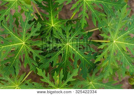Green Daun Pepaya Or Papaya Leaf Background In Nature Garden.