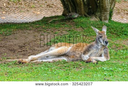 Resting Australian Bush Kangaroo - Healesville, Victoria, Australia