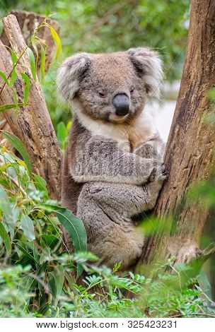 Koalas Are Arboreal (tree-dwelling) Marsupials - Healesville, Victoria, Australia