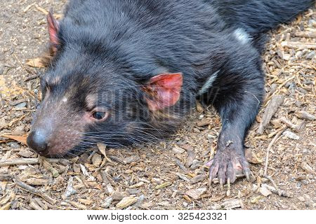 Tasmanian Devil - Healesville