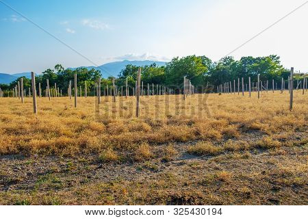 Empty Field And Pillars. Vineyard Without Planted Trees.