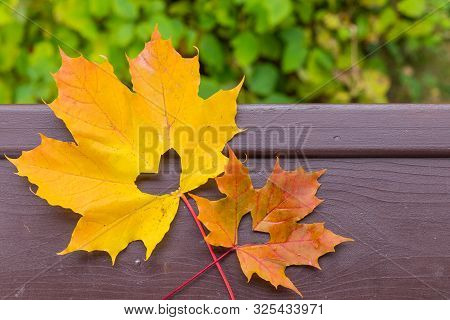 Autumn Red And Orange Leaf With Heart. Fall Love.hello October, November. Autumn Atmosphere Backgrou