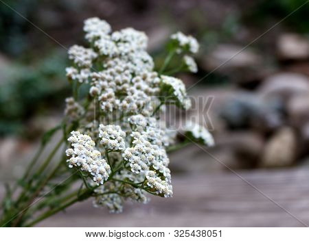 Closeup Of Flower Achillea Millefolium, Commonly Known As Yarrow Or Common Yarrow On Rustic Weathere