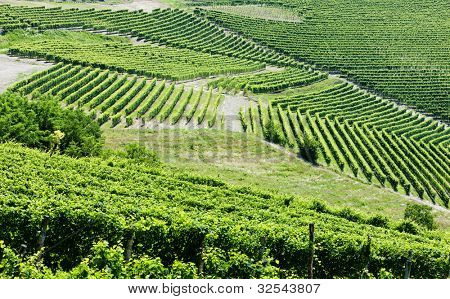 Vineyars poblíž Barbaresco, Piemont, Itálie