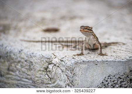 A Brown Anole In Laguna Atascosa Nwr, Texas
