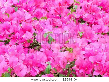 Pink Bougainvillaea