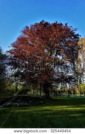 Fagus Sylvatica F. Purpurea Tree Spotted In A Park